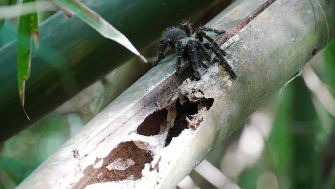 a photo of "bambootula" on a bambook stalk near it's nest, a naturally occuring hole in the bamboo