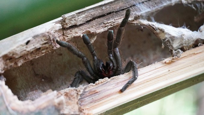 a photo of 'bambotula" looking up into the silk retreat tube. The bottom of the spider's legs and face can be seen.