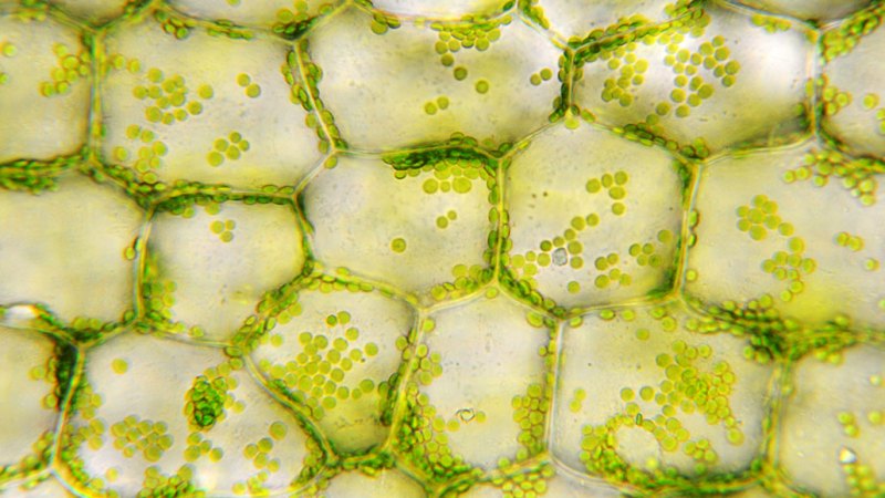 a photo of mostly rectanglular green plant cells, as seen through an optical microscope