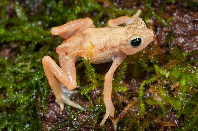 a photo of a pale cream colored toad on wet moss