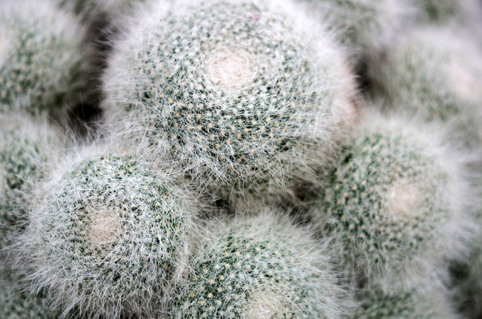 A cluster of round cactus plants with extremely fine spines sticking out of them, giving the plant a fuzzy appearance.