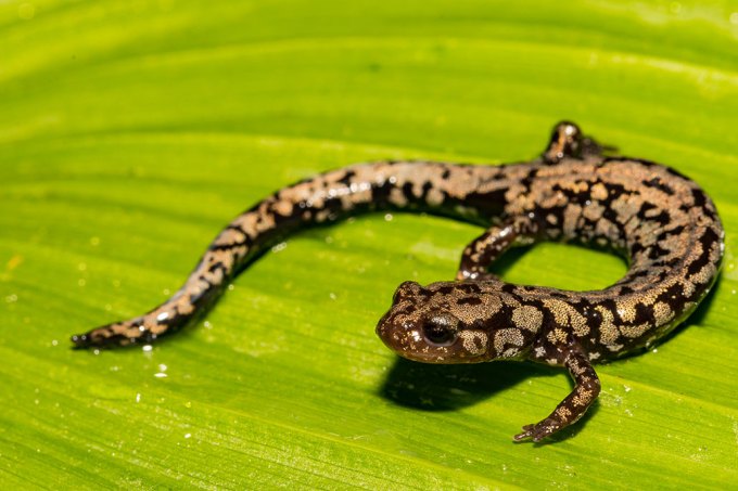 a photo of a small brown and light brown speckled salamander on a yellow-green leaf
