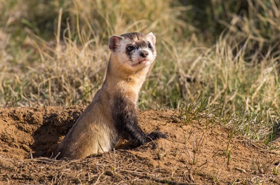 A photo of a black-footed ferret halfway out of a hole in the dirt, looking towards the viewer.