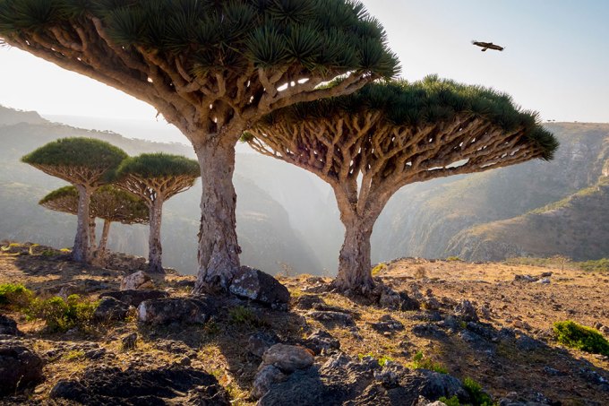 a photo of a cluster of dragon's blood trees. The trees have very twisty light colored trunks which mushroom out into a leafy canopy very suddenly.