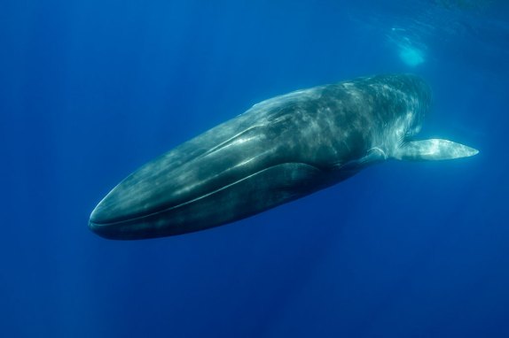 An underwater photo of a fin whale.