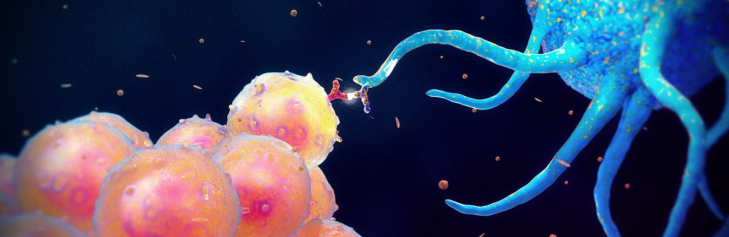 a computer illustration of a blue dendritic cell holding a microbe on the end of a dendrite towards a B cell. The B cell is round and mottled red and yellow in color.