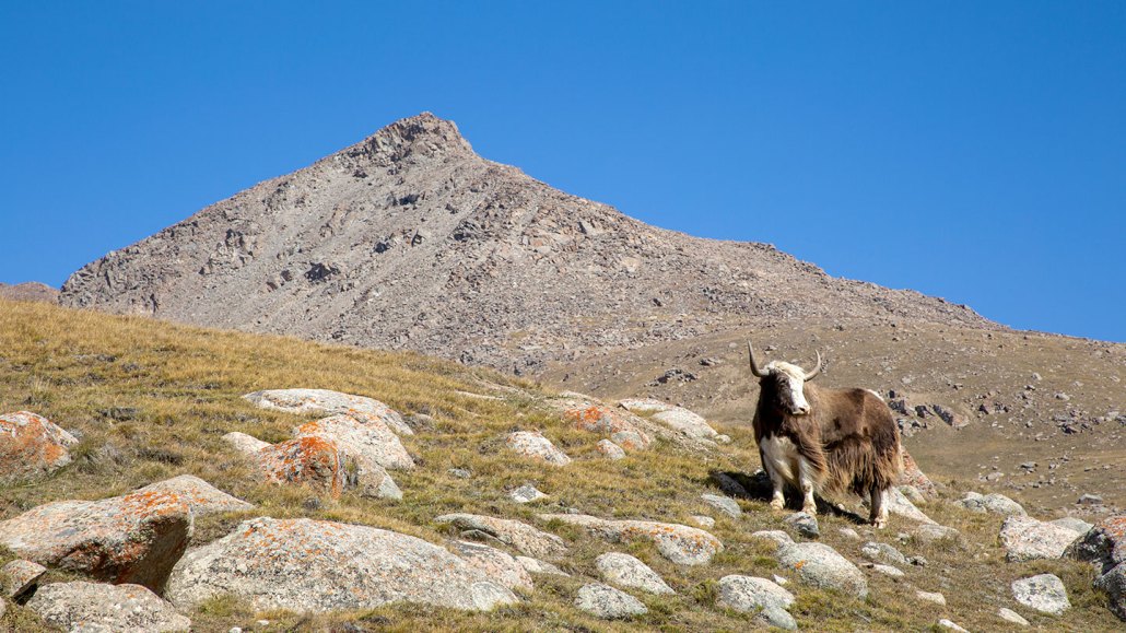 a photo of a yak standing on a hilly slope in front of a mountain peak. The sky is perfectly blue and clear of clouds