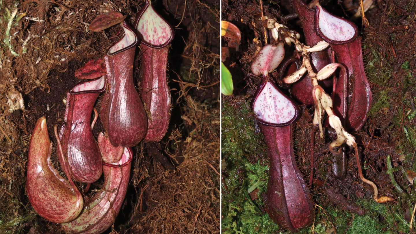This pitcher plant lures insects into underground deathtraps