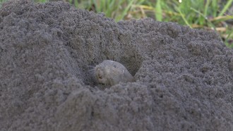 photo of a southeastern pocket gopher emerging from a hole