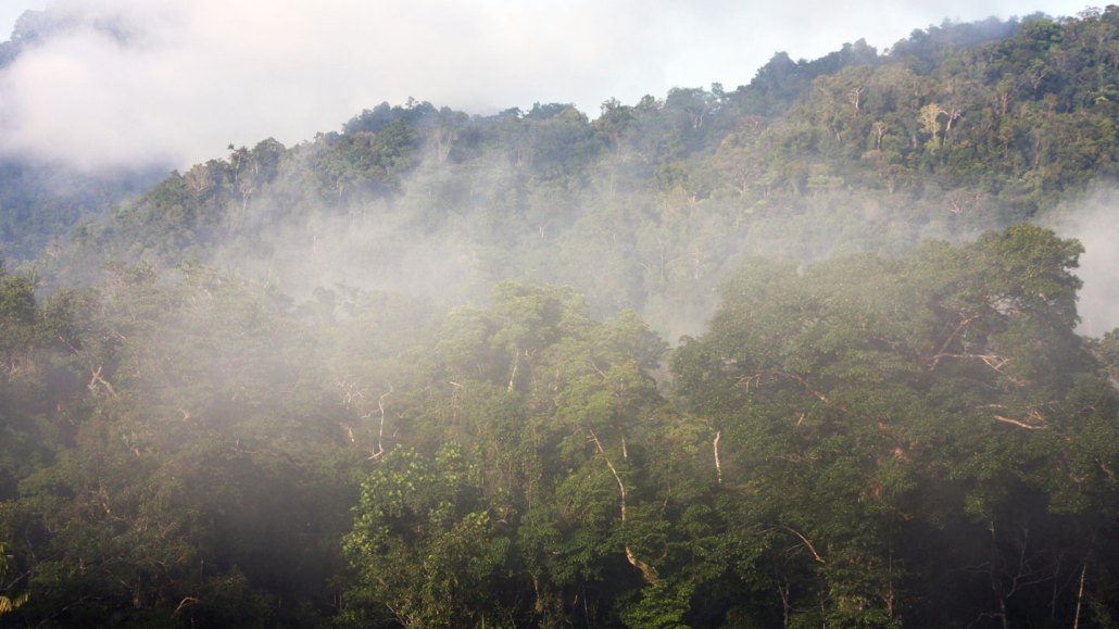 mist hovers over a lush green forest