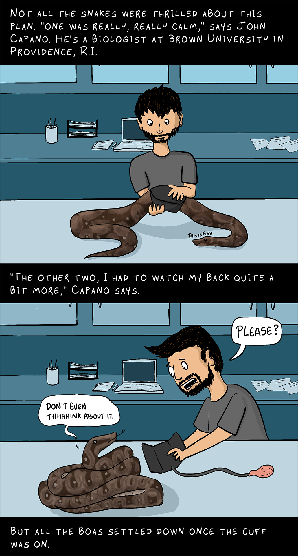 Panel 4. Top text: Not all the snakes were thrilled about this plan. 'One was really, really calm,' says John Capano. He's a biologist at Brown University in Providence, R.I. Image of John, the man seen in panel 2, putting a cuff on a snake resting calmly on a desk. The snake says 'This is fine' Middle Text: 'The other two, I had to watch my back quite a bit more,' Capano says. Image below: Capano holds a blood pressure cuff towards a snake and says 'Please?" The snake is coiled up and glaring at Capano 'Don't even thhhhhhink about it' Bottom text: But all the boas settled down once the cuff was on.'