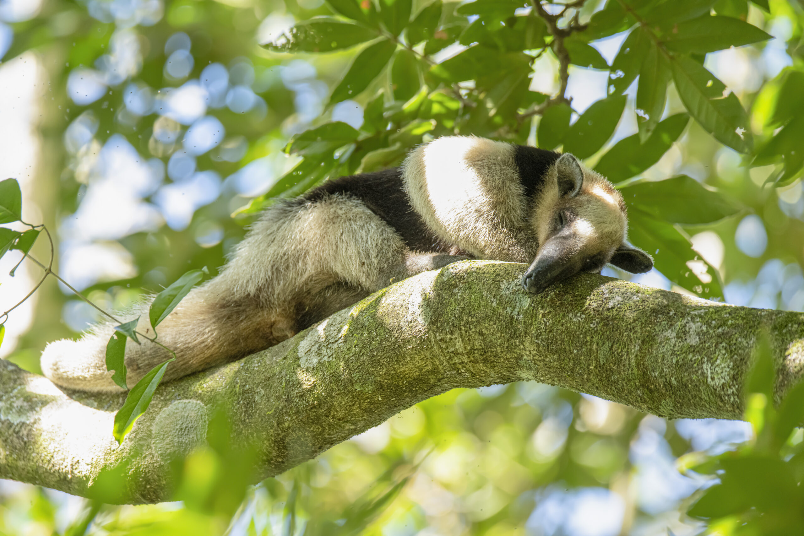 a black and white anteater lays on a sunlit tree branch