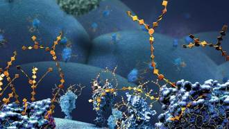 Large surface proteins with chains of sugars (illustrated, yellow) are shown on the outside of a cancer cell in this illustration of bioorthogonal or click chemistry, the subject of the 2022 Nobel Prize for Chemistry