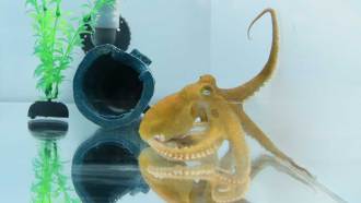 an octopus in a tank explores the a wall with its tentacles