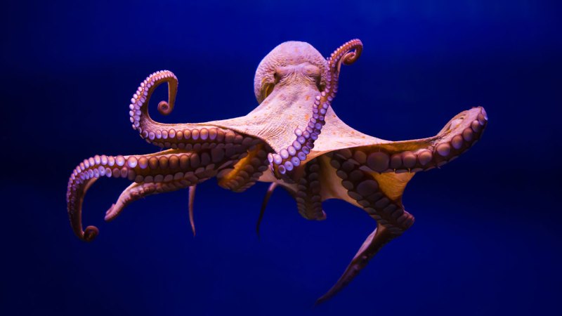 a pink octopus drifts with its arms spread in dark blue water