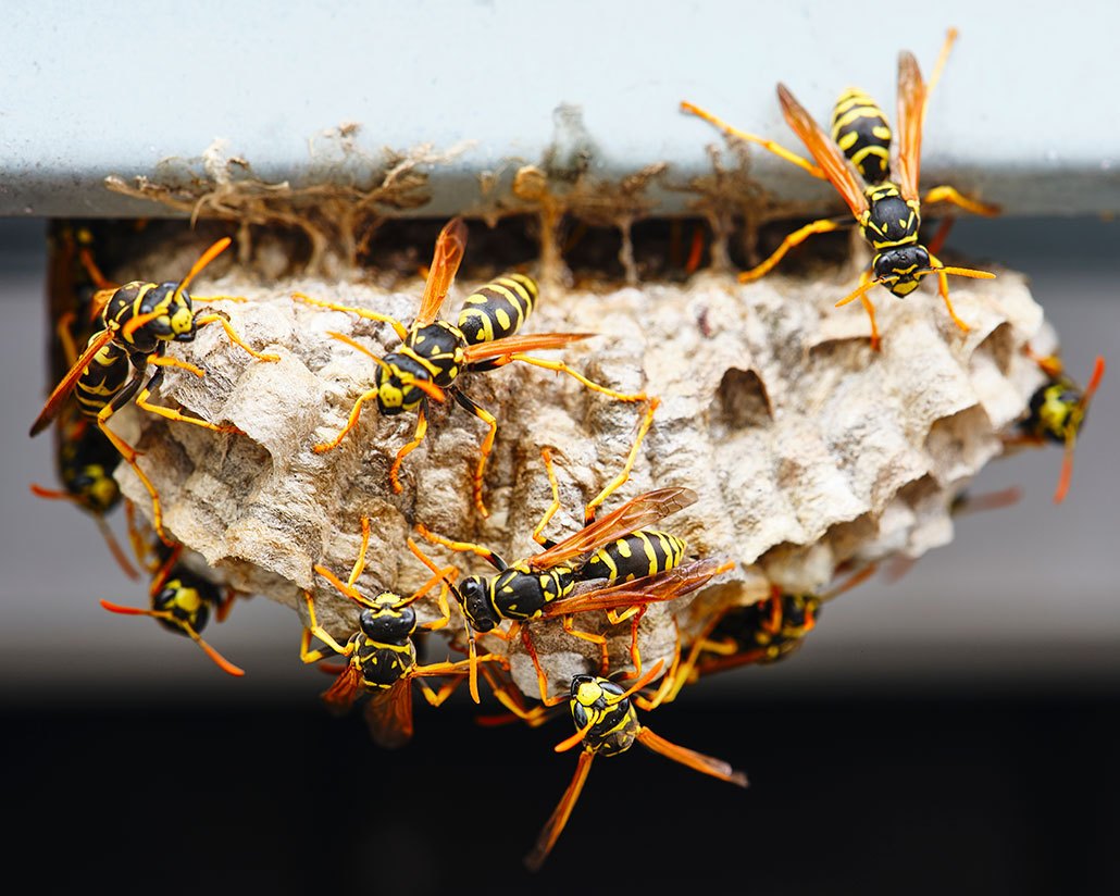Insect-inspired drones work together to 3-D print structures