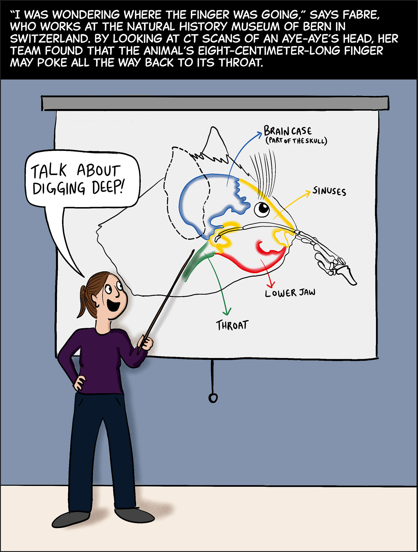 Panel 5. Text (above image): “I was wondering where the finger was going,” says Fabre, who works at the Natural History Museum of Bern in Switzerland. By looking at CT scans of an aye-aye’s head, her team found that the animal’s 8-centimeter-long finger may poke all the way back to its throat. Image: The brunette woman from the previous panel, Anne-Claire Fabre, points a stick at a diagram of the inside of an aye-aye’s head, which shows how an aye-aye’s finger could travel through its nasal passages down to its throat. Fabre is saying, “Talk about digging deep!”