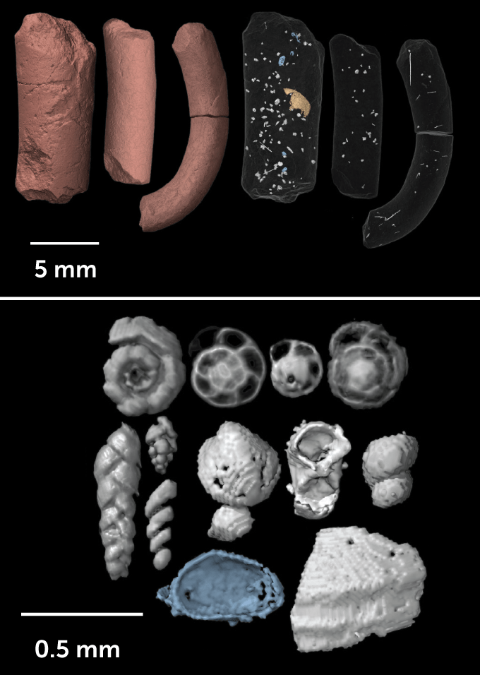 Two images next to each other of virtual reconstructions. The first of fossilized dung, or coprolites, CT-like scans of three samples. The second image of shells found within the coprolites.