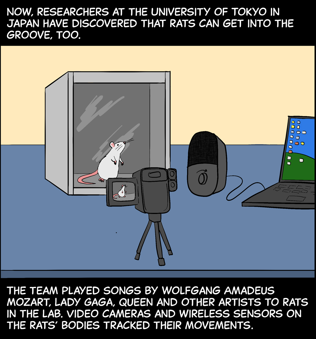 Panel 3. Text (above image): Now, researchers at the University of Tokyo in Japan have discovered that rats can get into the groove, too. Image: A rat stands in a clear cage on a desk while a video camera on a tripod watches, and a laptop hooked up to a speaker plays music. Text (below image): The team played songs by Wolfgang Amadeus Mozart, Lady Gaga, Queen and other artists to rats in the lab. Video cameras and wireless sensors on the rats’ bodies tracked their movements.  