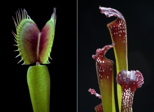 On the left, a Venus Fly Trap leaf against a black background. The leaf is topped by a green snap trap with spines on its edges. On the right, Three pitcher plant cups against a black background. Each cup is red and green with white spots.