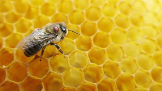 a photo of a honeybee on a honeycomb. the honeybee has a brown varroa mite attached to it's back, near it's head.