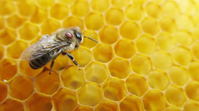 a photo of a honeybee on a honeycomb. the honeybee has a brown varroa mite attached to it's back, near it's head.