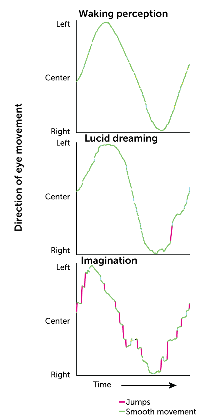 three graphs show the direction of eye movement during waking perception, lucid dreaming and imagination