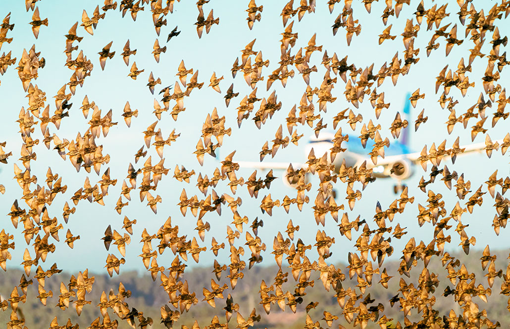 Meet robots on a mission to help birds