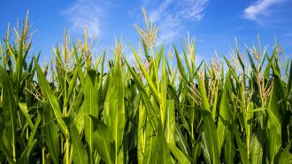a view of the tops of corn plants in under a blue sky