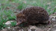 Hedgehog Breeds List With Pictures Hedgehog Breeds List With Pictures