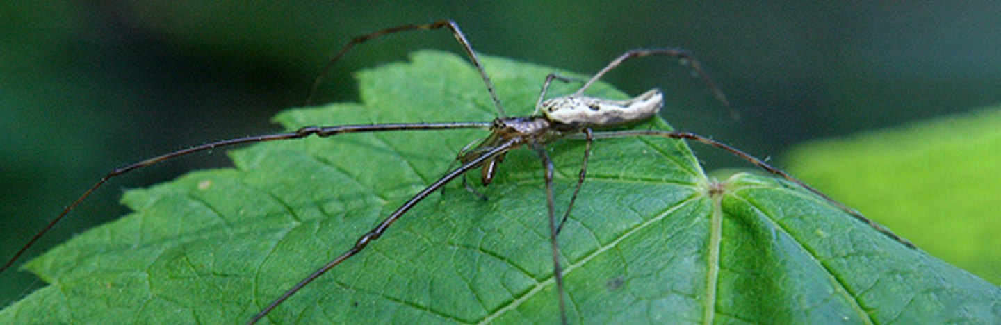 A dark-colored, very long-legged spider sits on a green leaf.