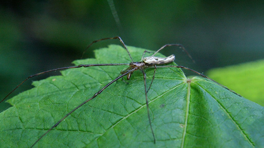 A dark-colored, very long-legged spider sits on a green leaf.