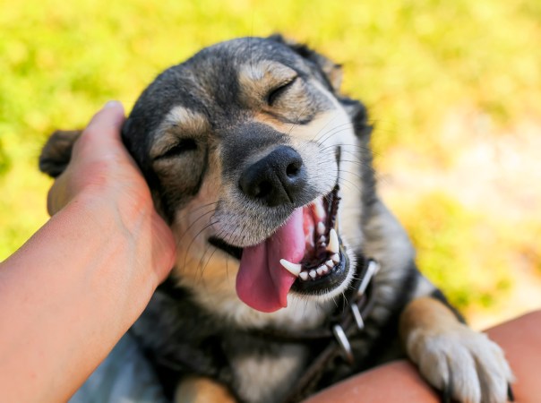 a person's hand reaches out to rub the ear of a black and white dog, while the dog perches with its paws on the person's knee and lolls its tongue out
