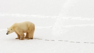 a polar bear walking through snow and leaving footprints behind