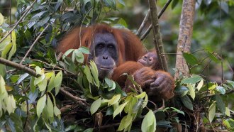 large and small orangutan in a tree