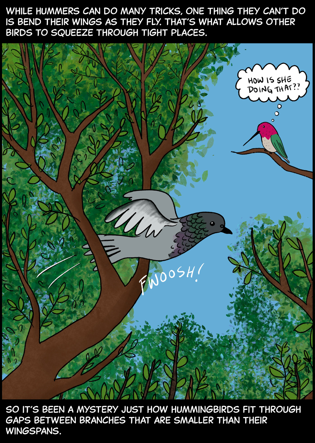 While hummers can do many tricks, one thing they can’t do is bend their wings as they fly. That’s what allows other birds to squeeze through tight spaces. Image: A pigeon flies through two forked branches of a tree by folding its wings close to its body. It makes a “fwoosh!” noise as it soars through. A hummingbird sits on a nearby branch in the forest, watching the pigeon. The hummingbird’s thought bubble says, “How is she doing that??” Text (below image): So it’s been a mystery just how hummingbirds fit through gaps between branches that are smaller than their wingspans.