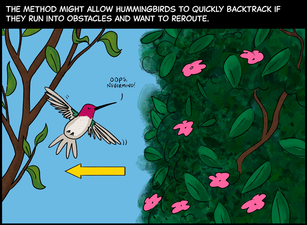 This method might allow hummingbirds to quickly backtrack if they run into obstacles and want to reroute. Image: A hummingbird has just flow sideways through two forked branches but finds a dense bush with pink flowers on the other side that it cannot get through. The hummingbird is saying, “Oops, never mind!” A yellow arrow shows that it’s starting to fly back in the direction it came.