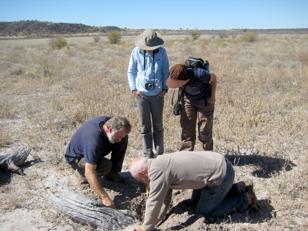 A photo of four people in an arid field. Two are looking on while the other two dig for worm-lizards in the ground.