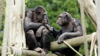 Two chimpanzees near each other hold hands while perched on a wooden structure in front of green leaves