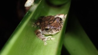 A brown Eiffinger’s tree frog sits on green plant.