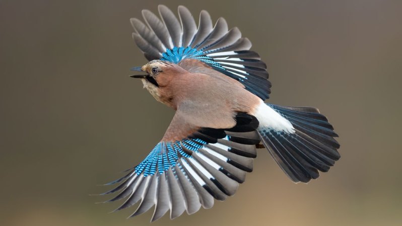 A Eurasian jay fans its wings as it flies. This mostly gray bird sports bright blue panels on its wings and a black tail.