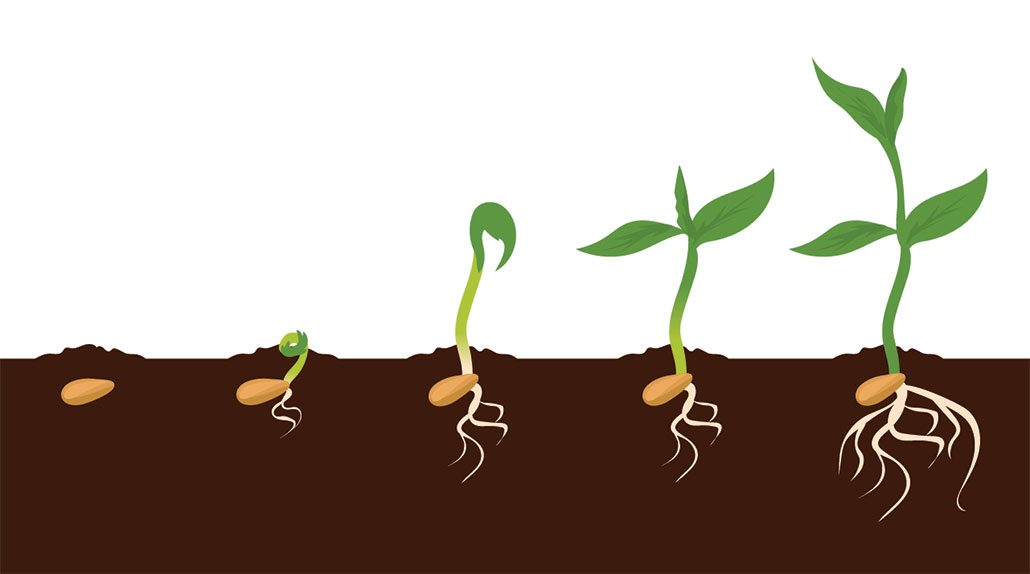 a diagram showing a small seed and the stages it taking root and sprouting