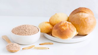 a bowl of beige protein powder on w white surface next to some mealworms, to the right is a plate full of bread