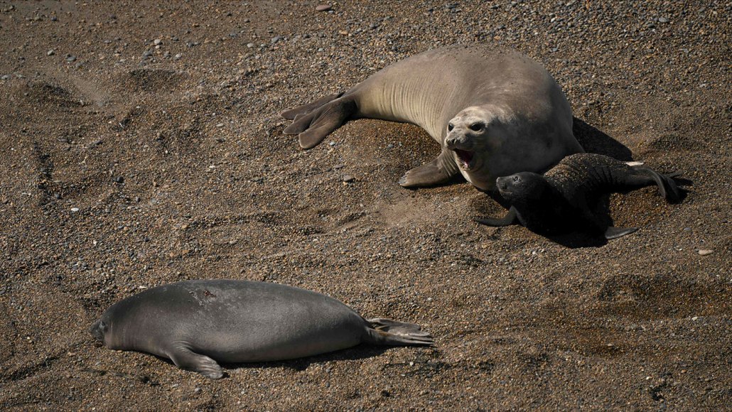An elephant seal and two elephant seal pups are seen on the sand on a beach near Puerto Piramides, Chubut Province, Argentina, on October 6, 2022. (Photo by Luis ROBAYO / AFP) (Photo by LUIS ROBAYO/AFP via Getty Images)