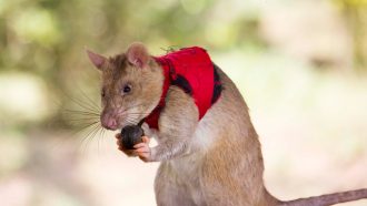 A rat wearing a red vest holds a small brown ball.