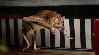 A vampire bat is mid-stride in a run on a treadmill, with its hind limbs both down and its front limbs in mid-air. The background of the treadmill is black and white stripes.