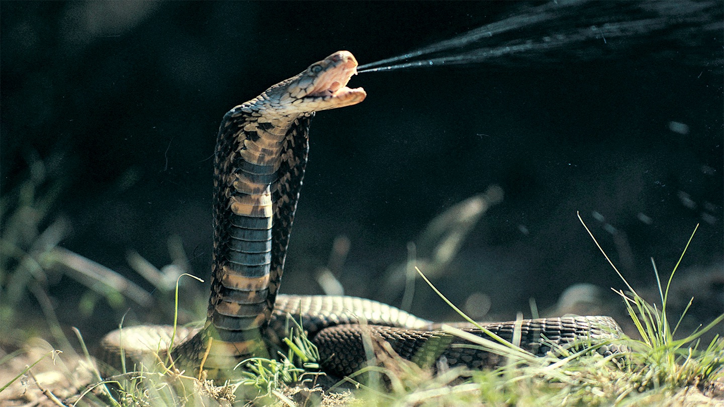 AI-designed proteins target toxins in deadly snake venom