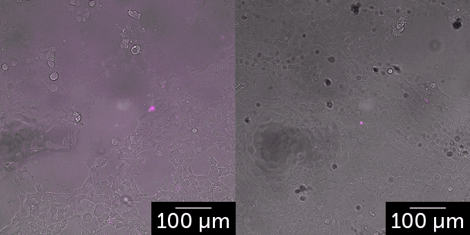a two panel gif showing human cells exposed to toxins from snake venom on the left, and human cells treated with AI proteins 5 minutes after exposure to the toxin