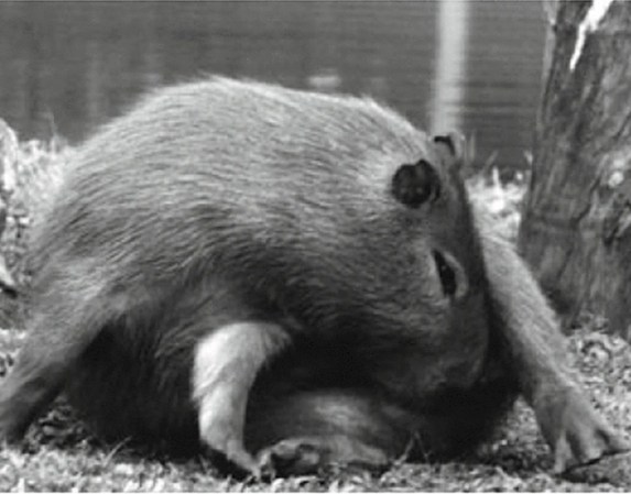 A capybara twists to lick its nether regions.