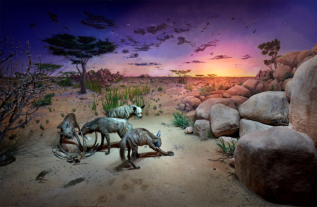 Four taxidermied striped hyenas, collected by Carl Akeley in the late 1800s, have been posed chewing on a carcass in a diorama representing their arid habitat at sunset.